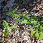 Uvularia sessilifolia Blatt