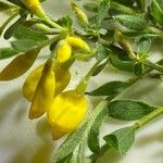 Cytisus decumbens Квітка