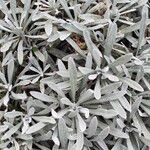Helichrysum orientale Лист