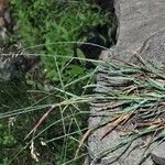 Poa glauca Агульны выгляд