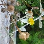 Pentanema verbascifolium Flower
