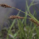 Carex luzulina Фрукт