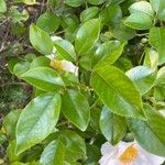 Rosa laevigata Leaf