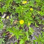 Potentilla simplexBlodyn