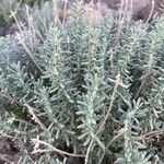 Teucrium dunense Hoja