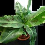 Musa acuminata Feuille
