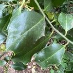 Ilex aquifolium ഇല