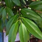 Cinnamomum verum Blatt