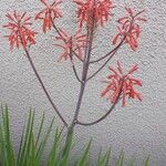 Aloe maculataFlower