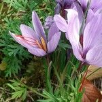 Crocus pallasii Fleur