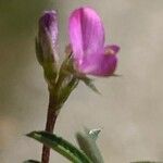 Onobrychis caput-galli Fleur