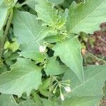 Solanum carolinense Folla