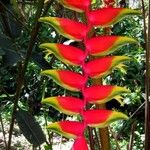 Heliconia rostrata Çiçek
