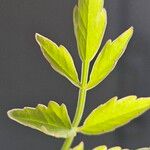 Oenanthe javanica 葉