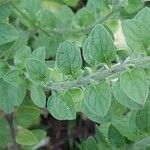 Scutellaria columnae Folha