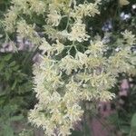 Moringa drouhardii Flor