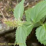 Paederota lutea Inny