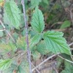 Rubus ursinus 樹皮