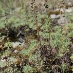 Artemisia alba 花