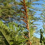 Acrostichum danaeifolium Folla