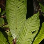 Amphidasya longicalycina ഇല