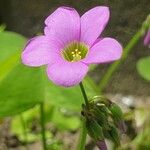 Oxalis latifolia Květ