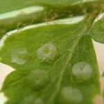 Polystichum transvaalense Leaf