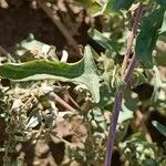 Atriplex tatarica Folha