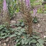 Astilbe rubra 整株植物