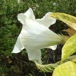 Beaumontia grandiflora Квітка