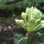 Allium tricoccum 花