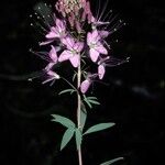 Cleome serrulata 花