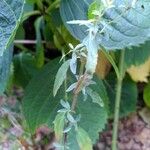 Epilobium lanceolatum Leaf