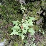 Lactuca muralis Feuille