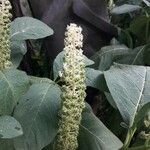 Phytolacca esculenta Fruto