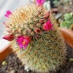 Mammillaria backebergiana Virág