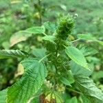Acalypha aristata Hoja