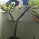 Plumeria rubraList