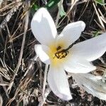 Crocus carpetanus Blüte