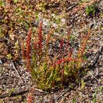 Rumex bucephalophorus 形态