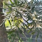 Grevillea robusta Folha