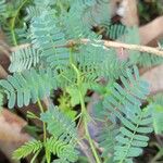 Prosopis julifloraFeuille