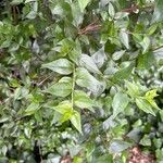 Abelia chinensis برگ