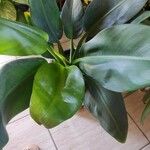 Philodendron martianum Hoja