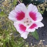 Clarkia amoena 花