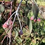 Eucalyptus caesia 果