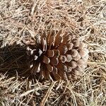 Pinus hartwegii Fruit