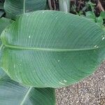 Heliconia wagneriana Blad