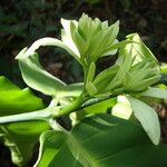 Cuviera longiflora Flor