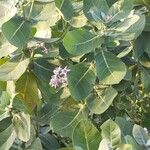 Calotropis giganteaഇല